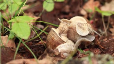 Salyangoz yetiştiriciliği, ilkbaharda doğa, yakın plan. İki salyangoz birbirine dolandı. Vahşi yaşam, detaylar. Bir çift salyangoz sevişiyor. Çimlerin arasında sevgi dolu bir çift salyangozun videosu.