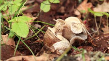 Salyangoz yetiştiriciliği, ilkbaharda doğa, yakın plan. İki salyangoz birbirine dolandı. Vahşi yaşam, detaylar. Bir çift salyangoz sevişiyor. Çimlerin arasında sevgi dolu bir çift salyangozun videosu.