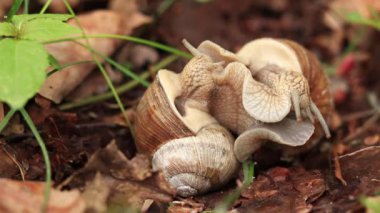 Salyangoz yetiştiriciliği, ilkbaharda doğa, yakın plan. İki salyangoz birbirine dolandı. Vahşi yaşam, detaylar. Bir çift salyangoz sevişiyor. Çimlerin arasında sevgi dolu bir çift salyangozun videosu.