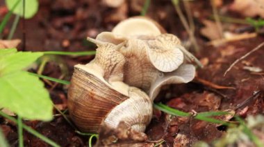 Salyangoz yetiştiriciliği, ilkbaharda doğa, yakın plan. İki salyangoz birbirine dolandı. Vahşi yaşam, detaylar. Bir çift salyangoz sevişiyor. Çimlerin arasında sevgi dolu bir çift salyangozun videosu.