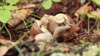 Salyangoz yetiştiriciliği, ilkbaharda doğa, yakın plan. İki salyangoz birbirine dolandı. Vahşi yaşam, detaylar. Bir çift salyangoz sevişiyor. Çimlerin arasında sevgi dolu bir çift salyangozun videosu.
