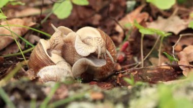 Salyangoz yetiştiriciliği, ilkbaharda doğa, yakın plan. İki salyangoz birbirine dolandı. Vahşi yaşam, detaylar. Bir çift salyangoz sevişiyor. Çimlerin arasında sevgi dolu bir çift salyangozun videosu.