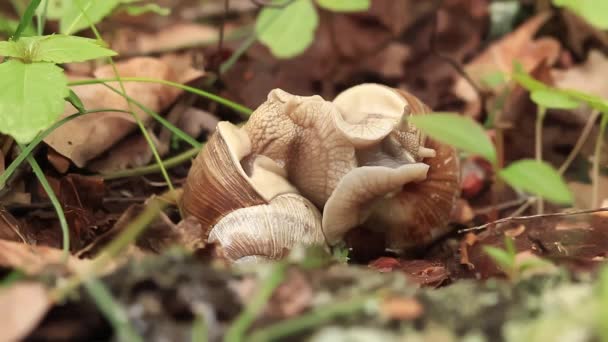 蜗牛繁殖 春天的自然 两只蜗牛相互交织在一起 野生动物 一对蜗牛做爱了 在草丛中一对相爱的蜗牛的视频 — 图库视频影像