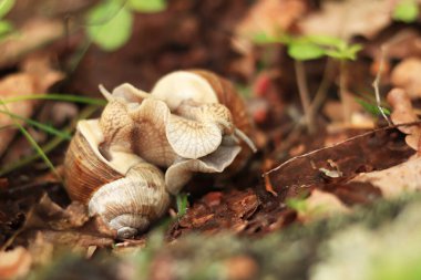 Salyangoz yetiştiriciliği, ilkbaharda doğa, yakın plan. İki salyangoz birbirine dolandı. Vahşi yaşam, detaylar. Bir çift salyangoz sevişiyor. Çimlerin arasında sevgi dolu bir çift salyangozun videosu.