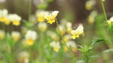 Üç renkli menekşe. Ormanda yabani menekşe üç renkli çiçek. Yakın plan. Bulanık bir arka planda yaban çiçekleri. Doğal arkaplan