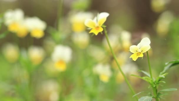 バイオレット トリコロール 森の中の野生のヴァイオレットのトリコロールの花 荒れた背景に春の野生の花 自然の背景 — ストック動画