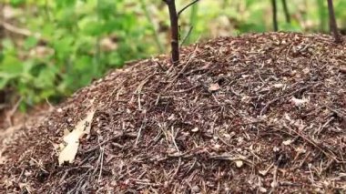 Antill yakın plan, bahar, karıncalar evlerini yapıyorlar. Orman işçisi karıncalar büyük bir karınca yuvasında sürünüyorlar. Karınca yuvası. Evlerini böcekler inşa eder. Karınca yuvası karınca kaynıyor, seçici odaklanma.