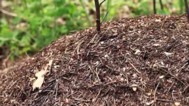 Antill yakın plan, bahar, karıncalar evlerini yapıyorlar. Orman işçisi karıncalar büyük bir karınca yuvasında sürünüyorlar. Karınca yuvası. Evlerini böcekler inşa eder. Karınca yuvası karınca kaynıyor, seçici odaklanma.
