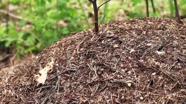 Anthill Close Spring Ants Making Home Forest Worker Ants Crawl — Stock Video