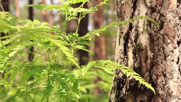 Fougère Dans Forêt Gros Plan Feuilles Fougère Vert Vif Par — Video