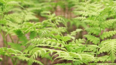 Ormanda eğreltiotu, yakın plan. Parlak yeşil eğreltiotu yaprakları güneşli havada. Bahar ormanı. Yer seviyesinden eğreltiotu, seçici odak