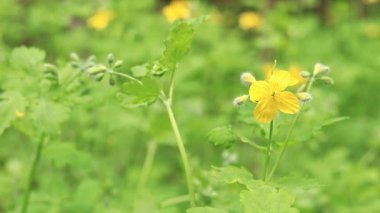 Vahşi doğada sarı çiçek. Ormandaki bir çiçeğin yakın çekimi. Bulanık bir arka planda yaban çiçekleri. Doğal arkaplan