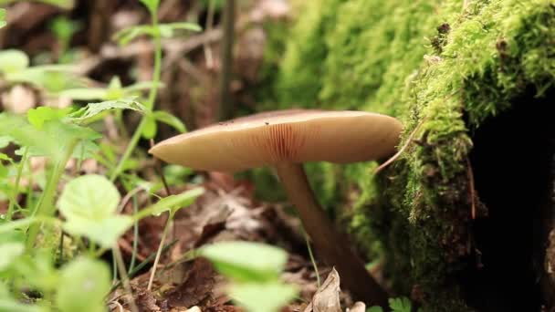 Gombák Erdőben Közelkép Gombák Fatuskók Közelében Természet Erdőben Természetes Háttér — Stock videók