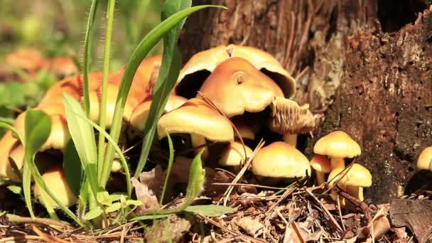 Funghi Nella Foresta Primo Piano Funghi Vicino Tronchi Albero Natura — Video Stock