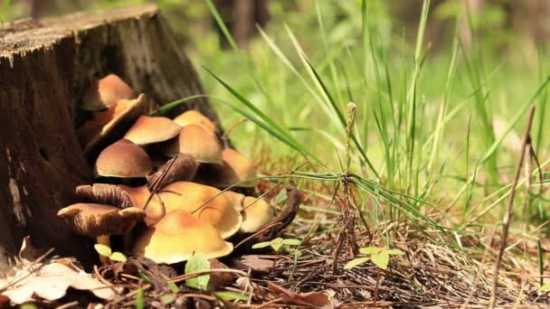 Cogumelos Floresta Perto Cogumelos Perto Tocos Árvore Natureza Floresta Fundo — Vídeo de Stock