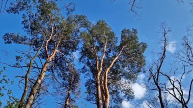 Baharda çam ormanı, doğa, manzara. Doğal arka plan. Çam ormanında uzun ağaç gövdeleri, gökyüzüne karşı ağaçlar. Orman