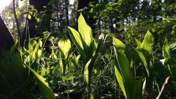 Lily Valley Leaves Close Video Selective Focus Glade Lilies Valley — Stock Video