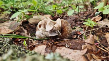 Salyangoz yetiştiriciliği, ilkbaharda doğa, yakın plan. İki salyangoz birbirine dolandı. Vahşi yaşam, detaylar. Bir çift salyangoz sevişiyor. Çimlerin arasında sevgi dolu bir çift salyangozun videosu.
