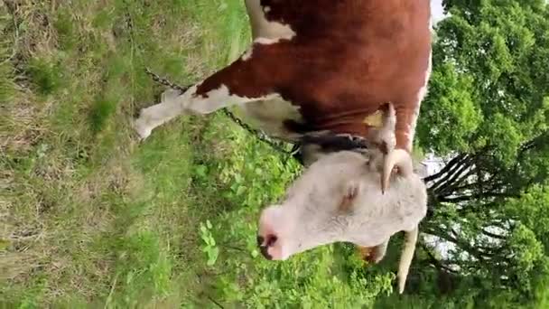 Kijów Ukraina Kwietnia 2024 Krowa Trawniku Zbliżenie Krowa Drapie Się — Wideo stockowe