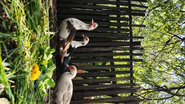 Aves Capoeira Andando Torno Uma Área Privada Conceito Agricultura Aves — Vídeo de Stock