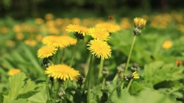Karahindiba yaklaş. Açıklıkta sarı karahindiba çiçekleri, böcekler tarafından tozlaştırılmış çiçekler. Parlak çiçekli, seçici odaklı doğal bahar arkaplanı