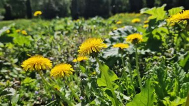 Karahindiba yaklaş. Açıklıkta sarı karahindiba çiçekleri, böcekler tarafından tozlaştırılmış çiçekler. Parlak çiçekli, seçici odaklı doğal bahar arkaplanı