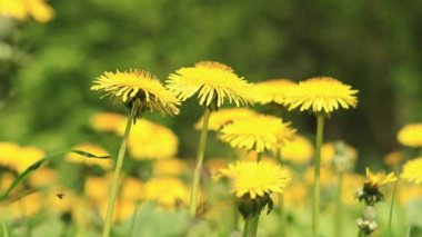 Karahindiba yaklaş. Açıklıkta sarı karahindiba çiçekleri, böcekler tarafından tozlaştırılmış çiçekler. Parlak çiçekli, seçici odaklı doğal bahar arkaplanı