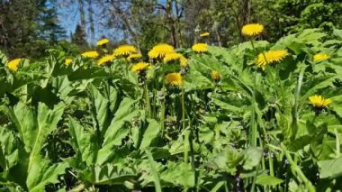 Karahindiba yaklaş. Açıklıkta sarı karahindiba çiçekleri, böcekler tarafından tozlaştırılmış çiçekler. Parlak çiçekli, seçici odaklı doğal bahar arkaplanı