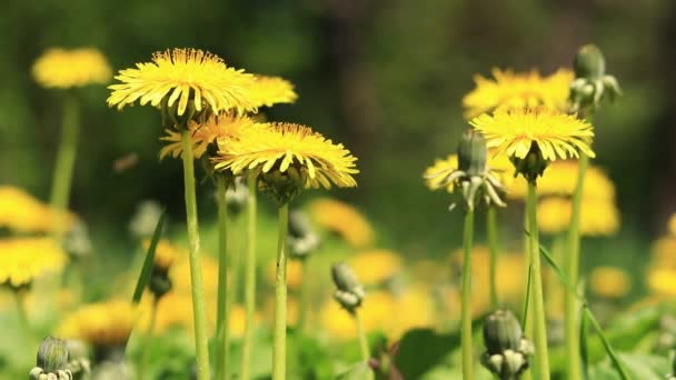 Pampeliška Zblízka Žluté Pampelišky Mýtině Opylení Květů Hmyzem Přírodní Jarní — Stock video