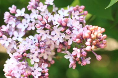 Çiçekli leylak kaplama. Seçici odaklı mor güzel leylak çiçekleri. Bahar doğal arka plan. Mor çiçekler.