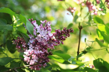 Çiçekli leylak kaplama. Seçici odaklı mor güzel leylak çiçekleri. Bahar doğal arka plan. Mor çiçekler.