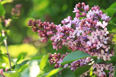 Çiçekli leylak kaplama. Seçici odaklı mor güzel leylak çiçekleri. Bahar doğal arka plan. Mor çiçekler.