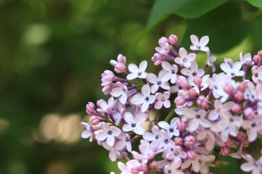 Çiçekli leylak kaplama. Seçici odaklı mor güzel leylak çiçekleri. Bahar doğal arka plan. Mor çiçekler.