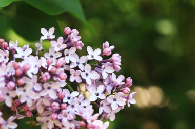 Çiçekli leylak kaplama. Seçici odaklı mor güzel leylak çiçekleri. Bahar doğal arka plan. Mor çiçekler.