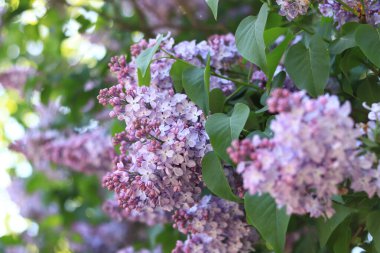 Leylak çiçekleri, yakın plan, cilt bakımı. Parkta güneşli bir günde leylak çiçeği açar. Çiçek açmış leylak çalısı. Güzel leylak çiçekleri, bahar doğal arka plan