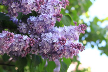 Leylak çiçekleri, yakın plan, cilt bakımı. Parkta güneşli bir günde leylak çiçeği açar. Çiçek açmış leylak çalısı. Güzel leylak çiçekleri, bahar doğal arka plan