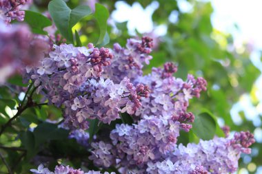 Leylak çiçekleri, yakın plan, cilt bakımı. Parkta güneşli bir günde leylak çiçeği açar. Çiçek açmış leylak çalısı. Güzel leylak çiçekleri, bahar doğal arka plan