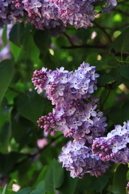 Leylak çiçekleri, yakın plan, cilt bakımı. Parkta güneşli bir günde leylak çiçeği açar. Çiçek açmış leylak çalısı. Güzel leylak çiçekleri, bahar doğal arka plan