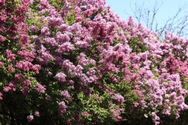 Parkta güneşli bir günde leylak çiçeği açar. Çiçek açmış leylak çalısı. Güzel parlak leylak çiçekleri, bahar doğal arka planı. Pembe çiçekler, büyük kızılötesi ışınlar.