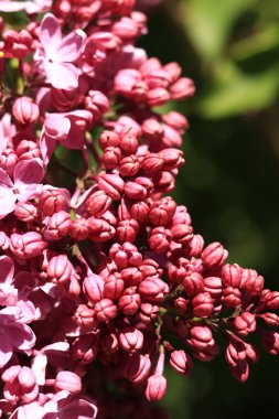 Parkta güneşli bir günde leylak çiçeği açar. Çiçek açmış leylak çalısı. Güzel parlak leylak çiçekleri, bahar doğal arka planı. Pembe çiçekler, büyük kızılötesi ışınlar.