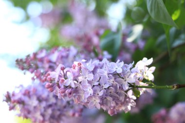 Leylak çiçekleri, yakın plan, cilt bakımı. Parkta güneşli bir günde leylak çiçeği açar. Çiçek açmış leylak çalısı. Güzel leylak çiçekleri, bahar doğal arka plan
