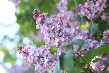 Leylak çiçekleri, yakın plan, cilt bakımı. Parkta güneşli bir günde leylak çiçeği açar. Çiçek açmış leylak çalısı. Güzel leylak çiçekleri, bahar doğal arka plan