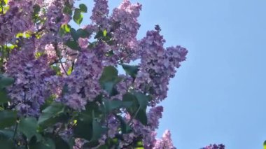 Leylak çiçekleri, yakın plan, cilt bakımı. Parkta güneşli bir günde leylak çiçeği açar. Çiçek açmış leylak çalısı. Güzel leylak çiçekleri, bahar doğal arka plan