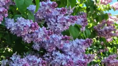Leylak çiçekleri, yakın plan, cilt bakımı. Parkta güneşli bir günde leylak çiçeği açar. Çiçek açmış leylak çalısı. Güzel leylak çiçekleri, bahar doğal arka plan