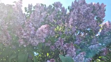 Leylak çiçekleri, yakın plan, cilt bakımı. Parkta güneşli bir günde leylak çiçeği açar. Çiçek açmış leylak çalısı. Güzel leylak çiçekleri, bahar doğal arka plan