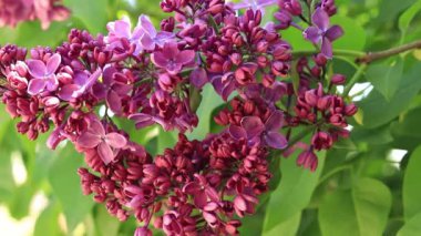 Parkta güneşli bir günde leylak çiçeği açar. Çiçek açmış leylak çalısı. Güzel parlak leylak çiçekleri, bahar doğal arka planı. Pembe çiçekler, büyük kızılötesi ışınlar.