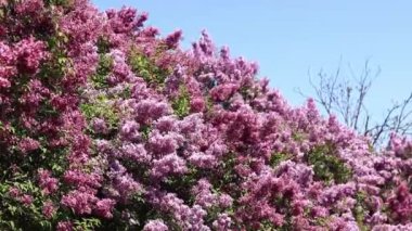 Parkta güneşli bir günde leylak çiçeği açar. Çiçek açmış leylak çalısı. Güzel parlak leylak çiçekleri, bahar doğal arka planı. Pembe çiçekler, büyük kızılötesi ışınlar.
