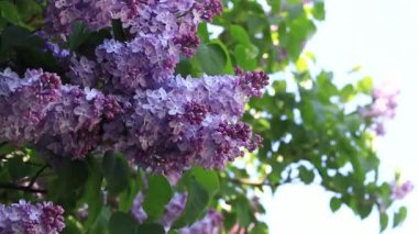 Leylak çiçekleri, yakın plan, cilt bakımı. Parkta güneşli bir günde leylak çiçeği açar. Çiçek açmış leylak çalısı. Güzel leylak çiçekleri, bahar doğal arka plan