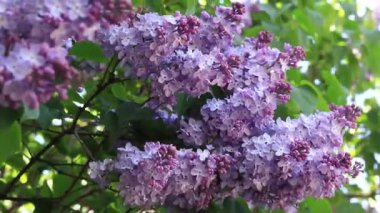 Leylak çiçekleri, yakın plan, cilt bakımı. Parkta güneşli bir günde leylak çiçeği açar. Çiçek açmış leylak çalısı. Güzel leylak çiçekleri, bahar doğal arka plan