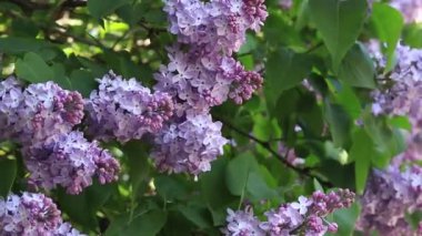 Leylak çiçekleri, yakın plan, cilt bakımı. Parkta güneşli bir günde leylak çiçeği açar. Çiçek açmış leylak çalısı. Güzel leylak çiçekleri, bahar doğal arka plan